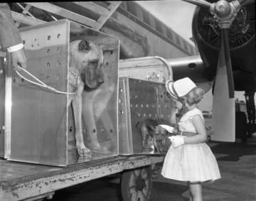 Delta Dogs Delta Dog 1955